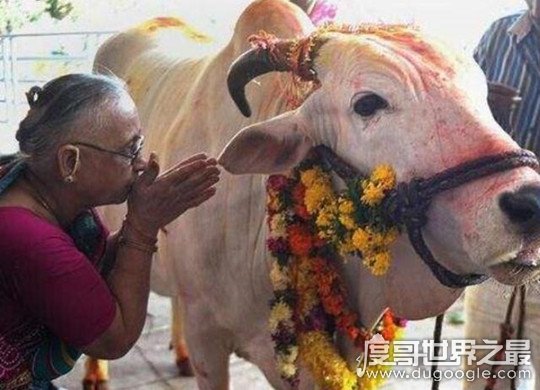 世界上牛最多的国家印度，占全球总数的1/4(视牛为神物严禁杀牛)