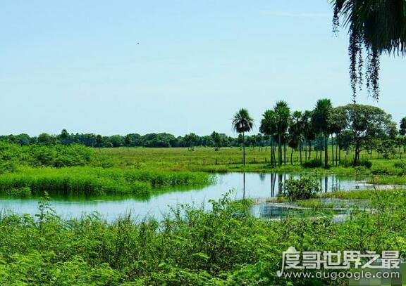世界上最大的沼泽地，潘塔纳尔沼泽(面积有2500万公顷)