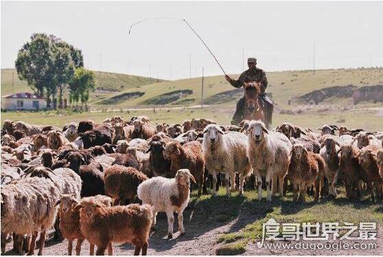世界上羊最多的国家，澳大利亚被称为骑在羊背上的国家
