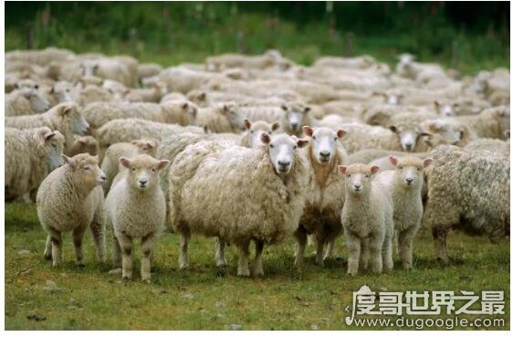 世界上羊最多的国家，澳大利亚被称为骑在羊背上的国家