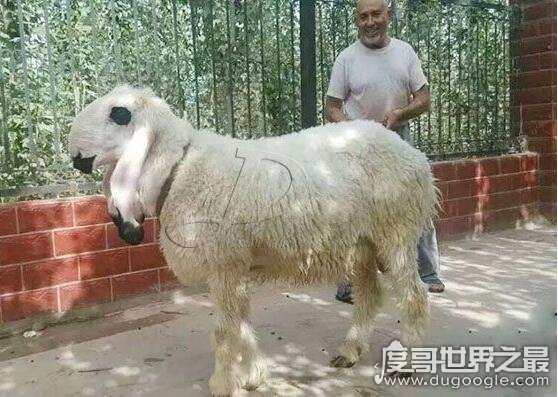 世界上最贵的羊，瓦格吉尔羊价格超过1600万元一只