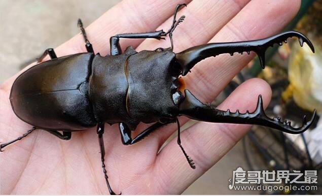 世界上最大的锹甲虫，长颈鹿锯锹全长12.3厘米(打破世界纪录)