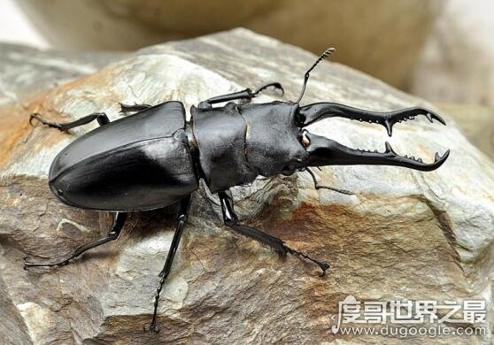 世界上最大的锹甲虫，长颈鹿锯锹全长12.3厘米(打破世界纪录)