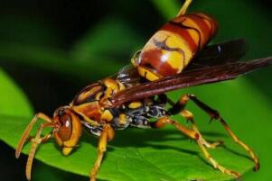 世界上最大的蚂蟥图片，长达7米的暴君水蛭在亚马逊被发现