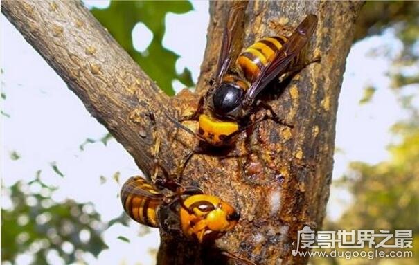 世界上最恐怖的大黄蜂，杀人蜂(一只杀人蜂能杀死一个成年人)