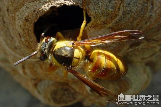 世界上最恐怖的大黄蜂，杀人蜂(一只杀人蜂能杀死一个成年人)