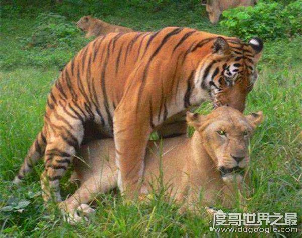 狮虎兽和虎狮兽的区别，为什么虎狮兽比狮虎兽更为珍贵
