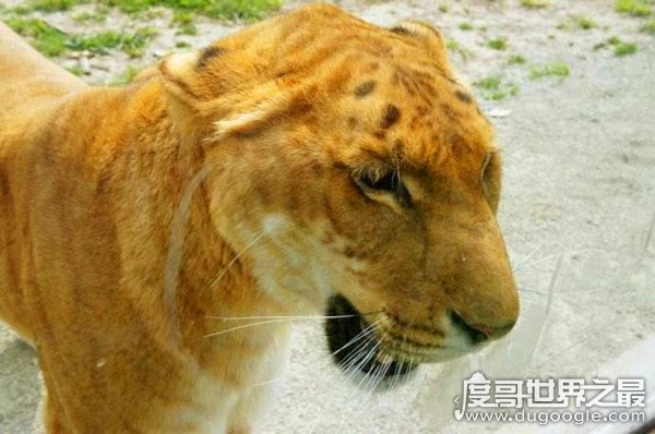 狮虎兽和虎狮兽的区别，为什么虎狮兽比狮虎兽更为珍贵