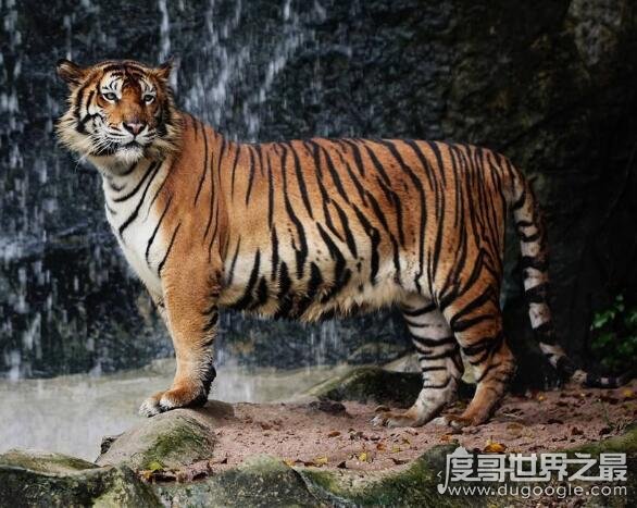 世界上最凶猛老虎排名，东北虎实力最强(是体重最大猫科动物)