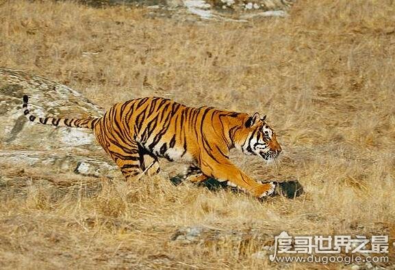 世界上最凶猛老虎排名，东北虎实力最强(是体重最大猫科动物)