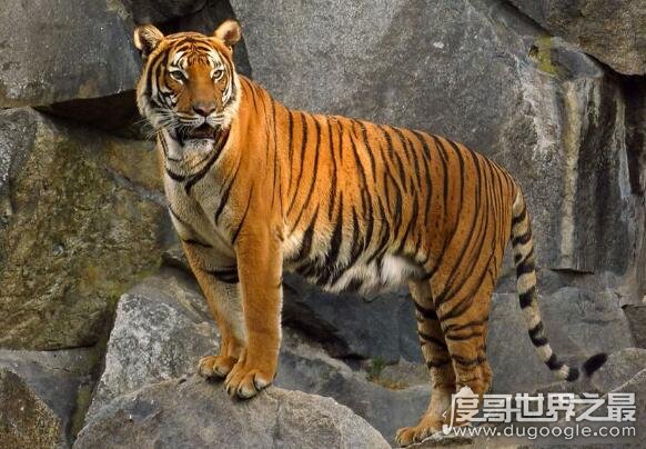 世界上最凶猛老虎排名，东北虎实力最强(是体重最大猫科动物)