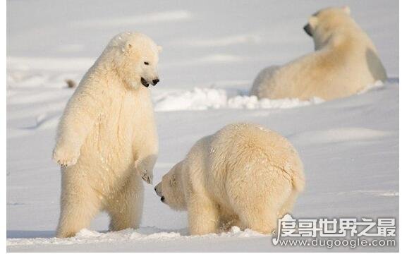 世界上最耐寒的动物排名，能在零下60度严寒生活的企鹅排名最后