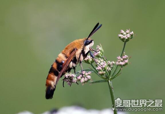 飞蛾界中的四不像，蜂鸟鹰蛾(像鸟、像蝶、还像蜜蜂)