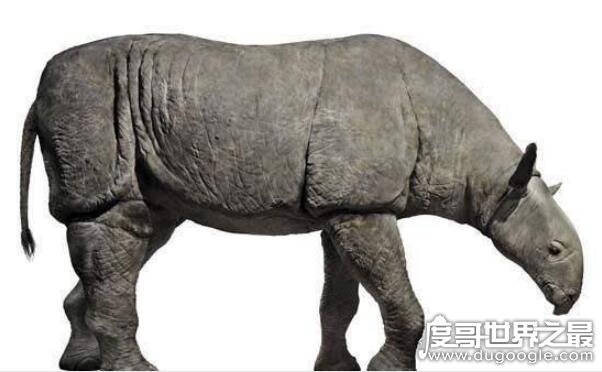 世界上最大的犀牛，史前巨犀天山副(身高9米/体重20吨)