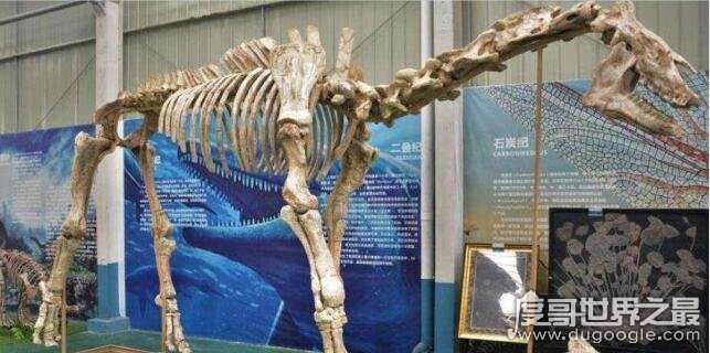 世界上最大的犀牛，史前巨犀天山副(身高9米/体重20吨)