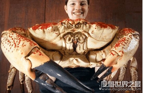 世界上最重的螃蟹，皇帝蟹(又名巨大拟滨蟹)重达72斤/长1.5米