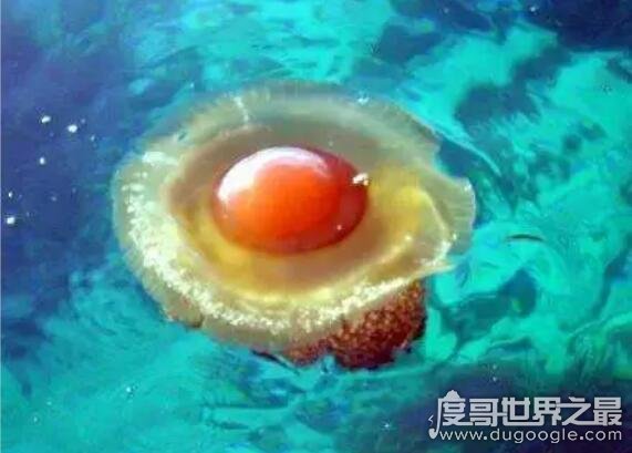 世界上最可爱的水母，蛋黄水母(长相酷似荷包蛋却有剧毒)