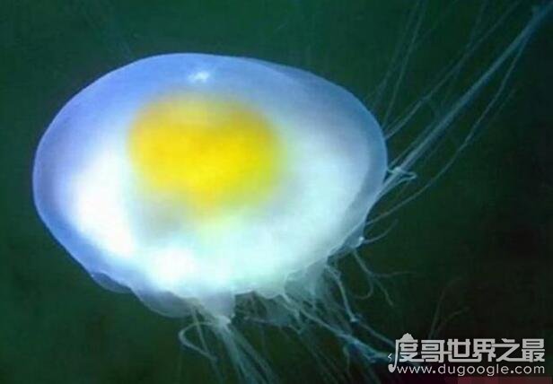 世界上最可爱的水母，蛋黄水母(长相酷似荷包蛋却有剧毒)