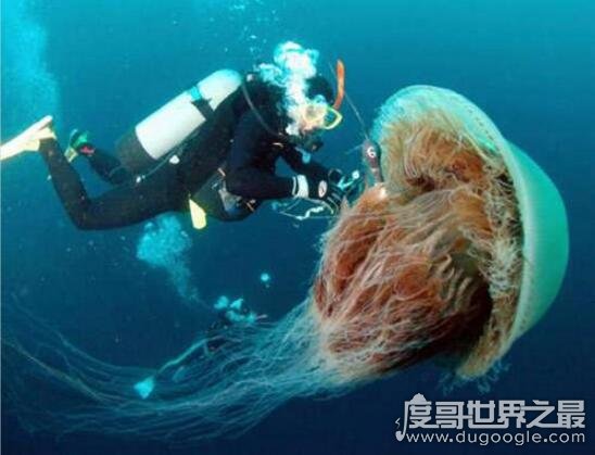 世界上最大的水母，北极霞水母(直径达2.5米/触须长36米)