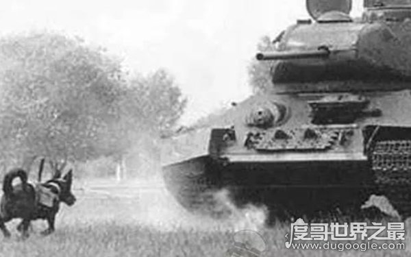 二战十大最变态的武器，用动物身体创造杀伤力（坦克狗）