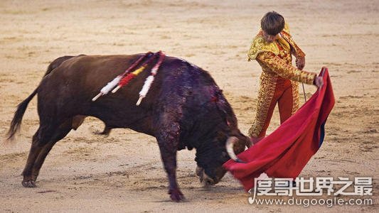 西班牙斗牛士为什么要挥舞红色的布，吸引人的注意(牛是色盲)