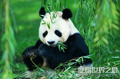 大熊猫吃肉吗，荤素照样通通都吃(主食仍然是竹子)