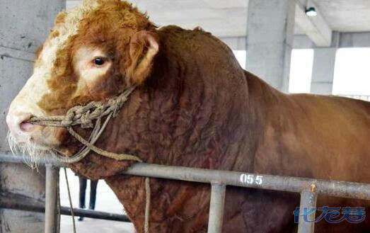 中国最大的2吨牛，身长2.6米体重仍在继续增长（年仅四岁）
