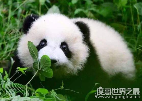 大熊猫的寿命，圈养的熊猫最长可活38岁(野生的很少超过20岁)
