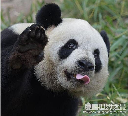 大熊猫的寿命，圈养的熊猫最长可活38岁(野生的很少超过20岁)
