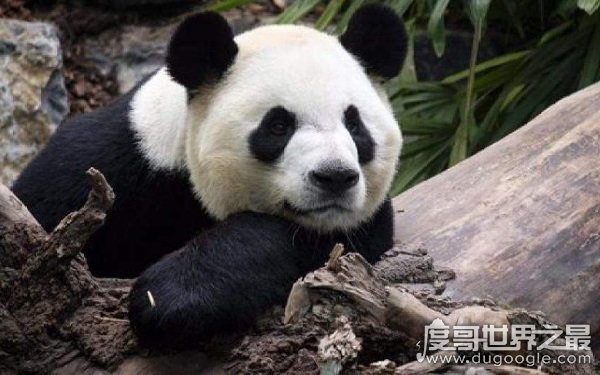 中国的国宝，大熊猫为什么叫食铁兽（源于古代的误会）
