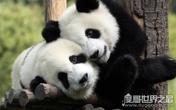 中国的国宝，大熊猫为什么叫食铁兽（源于古代的误会）