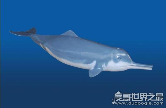 长江白鳍豚灭绝了吗，2018年长江发现白鳍豚的踪迹(图片)