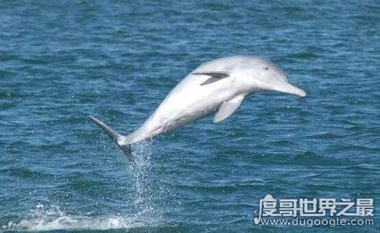 长江白鳍豚灭绝了吗，2018年长江发现白鳍豚的踪迹(图片)