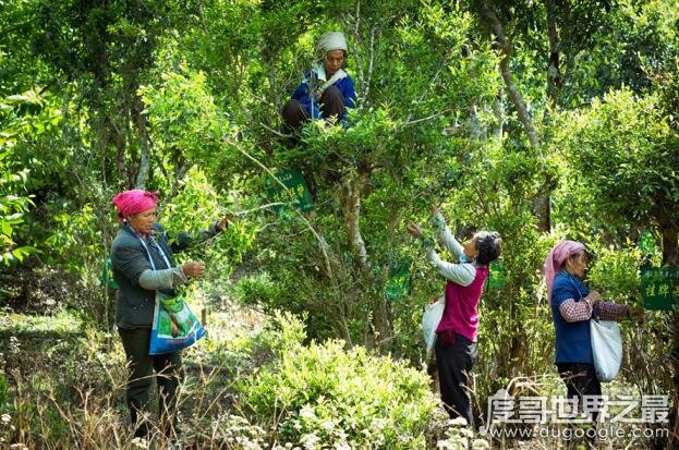 德昂族的民族风俗，订婚仪式当场斩鸡(鸡头与身体分离后不能反悔)