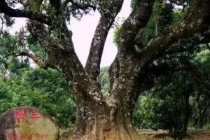中国最大的茶树，锦绣茶王有3200年的的历史(树干直径有1.84米)