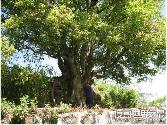 中国最大的茶树，锦绣茶王有3200年的的历史(树干直径有1.84米)