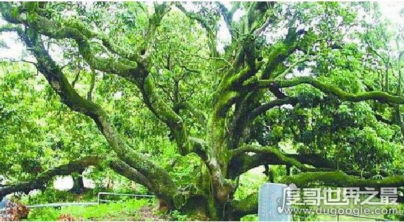世界上最老的荔枝树，宋家香古荔树(距今已有1200多年历史)
