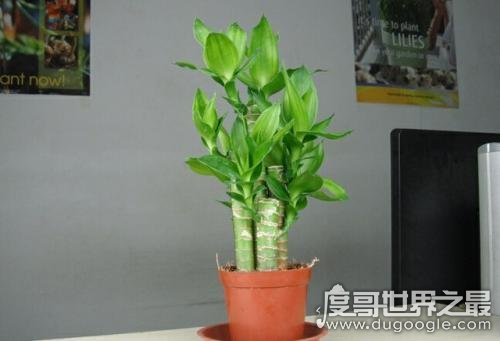 五大最旺宅的植物，发财树当之无愧第一(寓意聚财纳福)