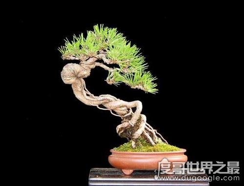 五大最旺宅的植物，发财树当之无愧第一(寓意聚财纳福)