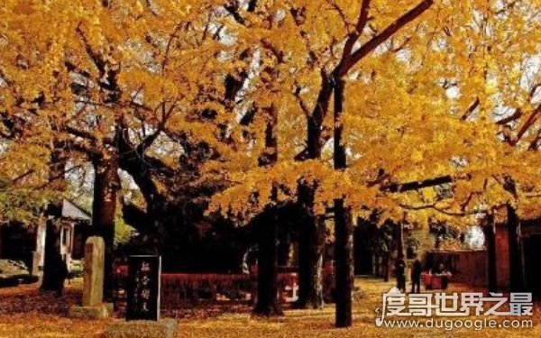 中国现存最古老的树，与古中国一同产生（树龄5000余年）
