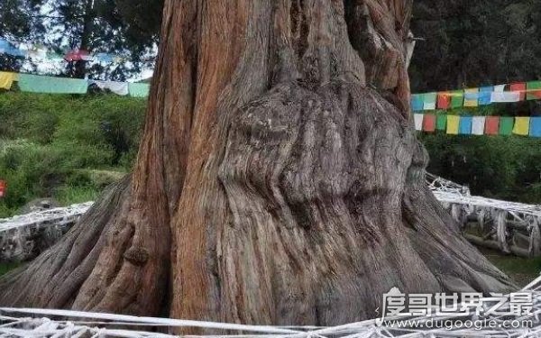中国现存最古老的树，与古中国一同产生（树龄5000余年）