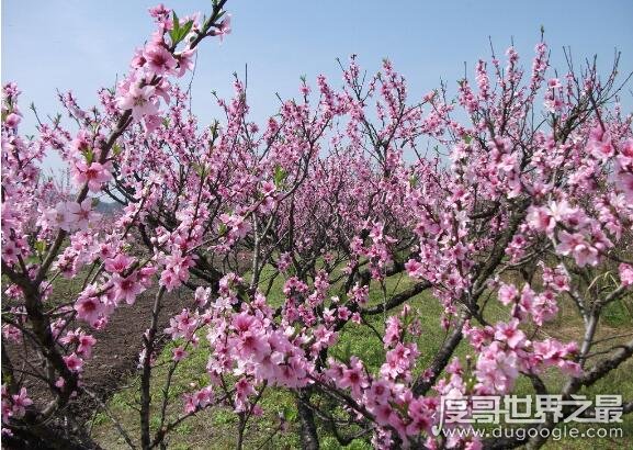 桃花什么时候开季节图片