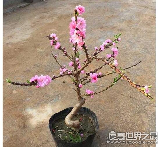 桃花什么时候开，每年3~6月份是桃花盛开的时节(养护技巧)