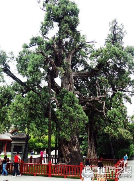 中国什么树活的寿命最长，黄帝轩辕柏至少活了5000岁以上