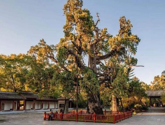 中国什么树活的寿命最长，黄帝轩辕柏至少活了5000岁以上