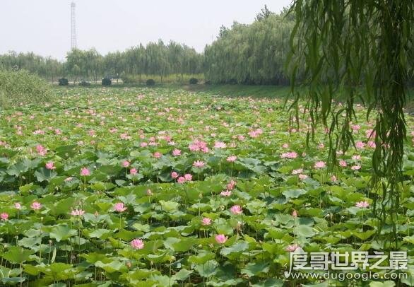 荷花什么时候开花，花期一般在6月到9月(七八月盛开最美)