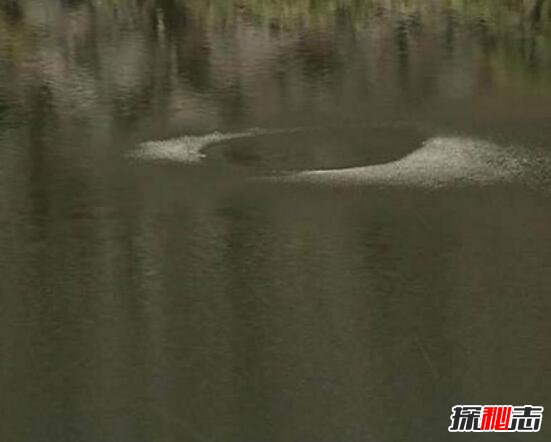 四川九龙猎塔湖水怪真相大白，疑似消失千年的克柔龙