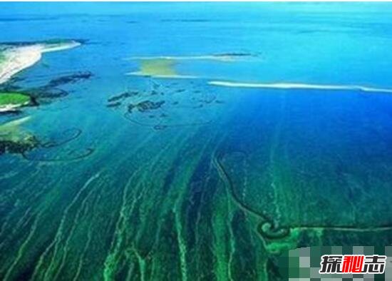 恐怖的马尾藻海，被称为大西洋海上坟场(吞噬人命)