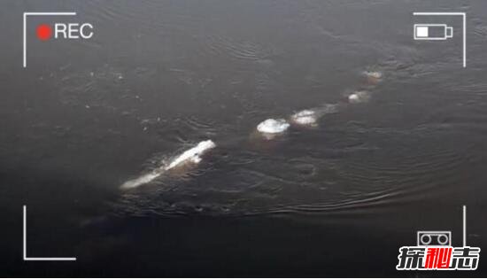 美国神秘阿拉斯加水怪，竟是水底大海蛇卡布罗龙/水怪视频