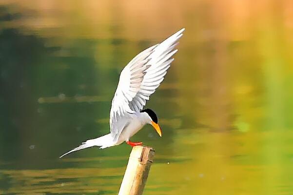 黄嘴河燕鸥：长约37厘米，不常停息(频繁在空中飞行)
